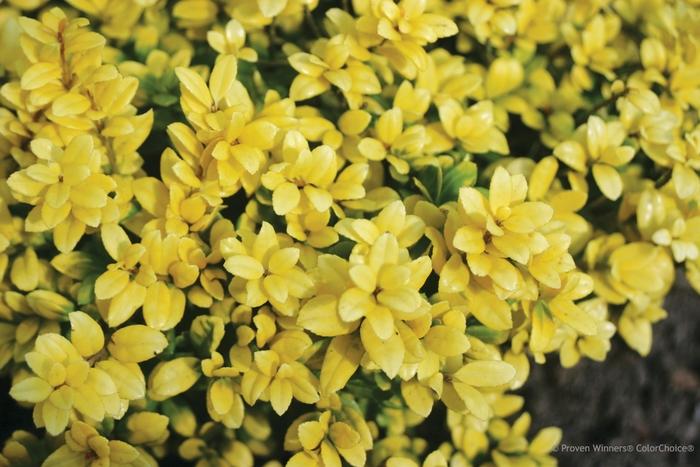 Ilex crenata Brass Buckle®