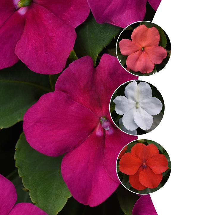 Impatiens walleriana Beacon™ Series