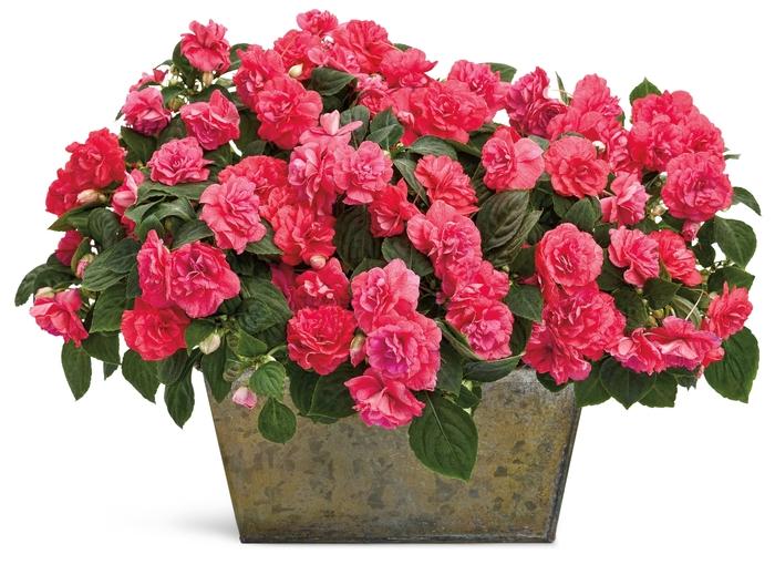 Impatiens walleriana Rockapulco® Coral Reef