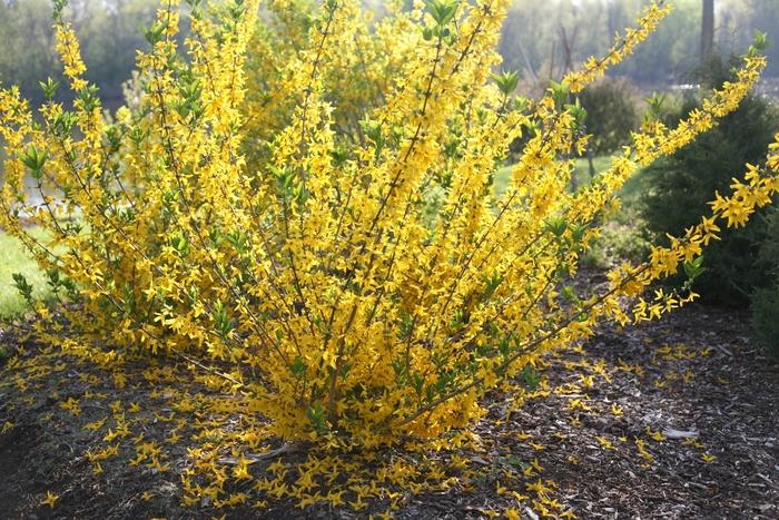 Forsythia koreana Flying Machine®