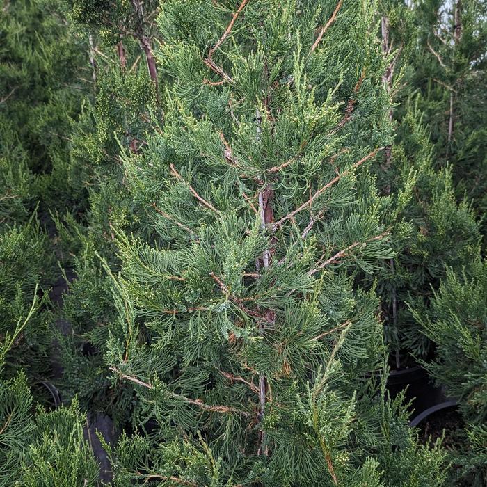 Juniperus chinensis Hetzii Columnaris