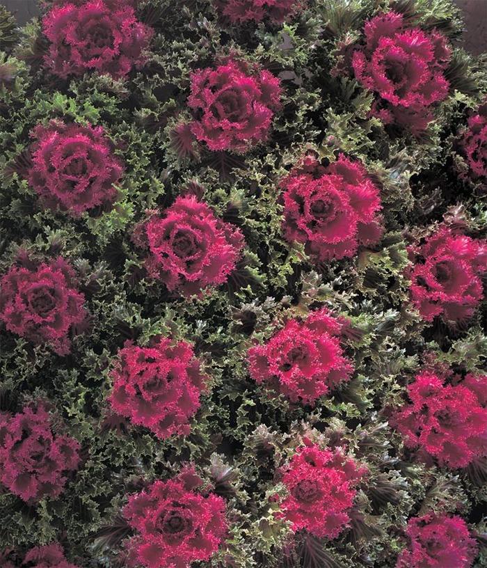Brassica oleracea Glamour Red