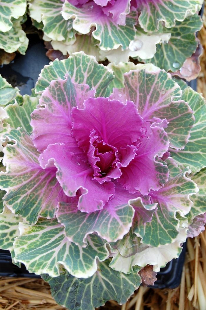 Brassica oleracea Pigeon™ Red 