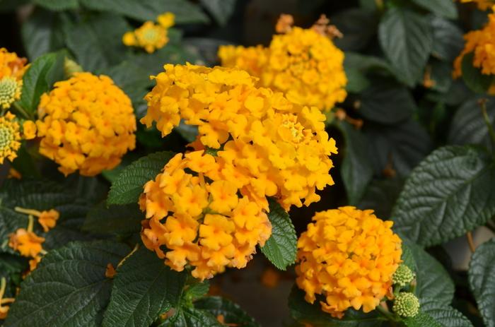Lantana camara Little Lucky™ Pot of Gold