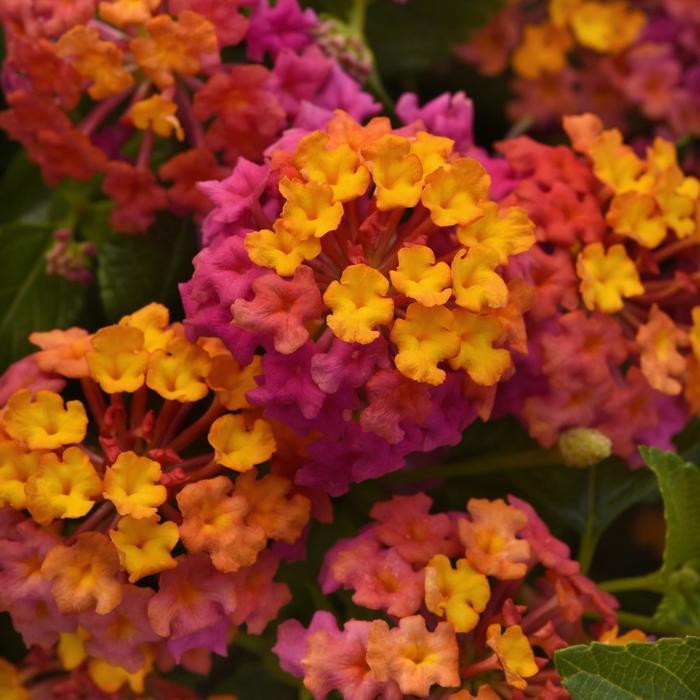 Lantana camara Bloomify™ PassionFruit