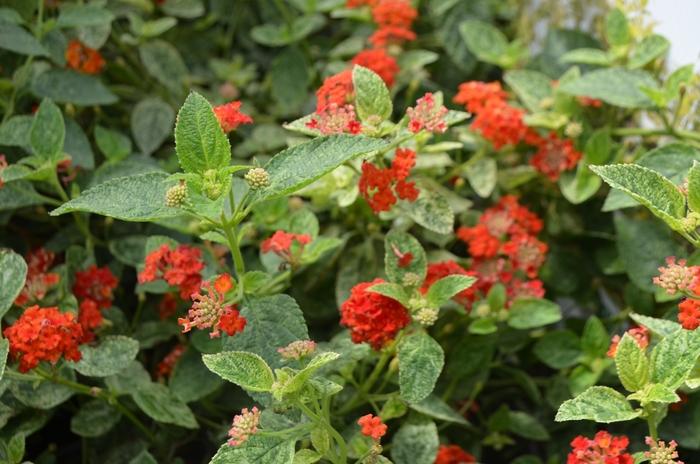 Lantana camara Cosmic Firestorm™