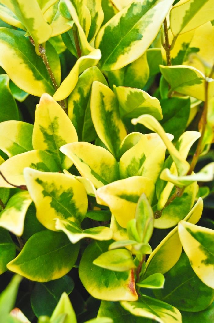 Ligustrum japonicum Howardi