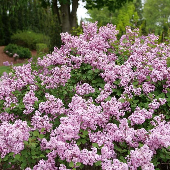 Syringa x pubescens Bloomerang Purpink® 