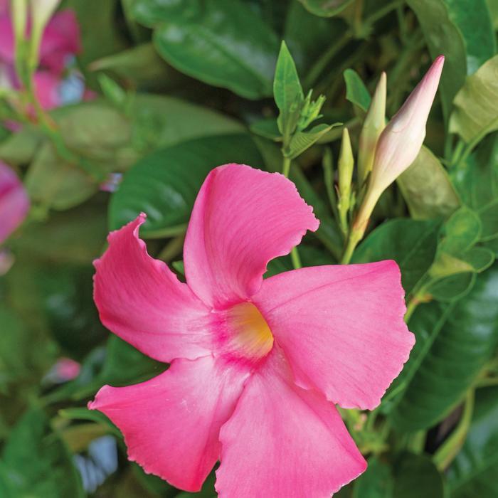 Mandevilla Sun Parasol® Giant Dark Pink