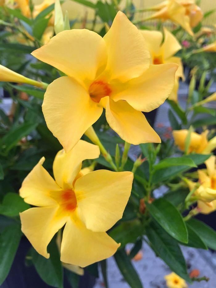 Mandevilla Sun Parasol® Sunbeam