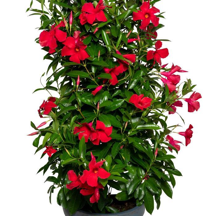 Mandevilla Sun Parasol® Giant Crimson
