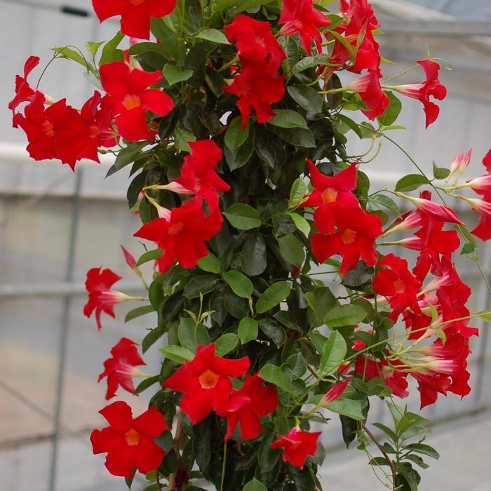 Mandevilla Sundenia® Suprema Crimson