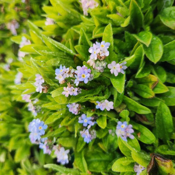 Myosotis sylvatica Mon Amie Blue