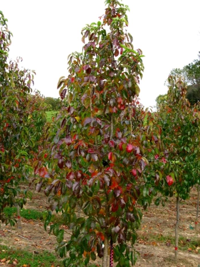 Nyssa Sylvatica Red Rage®