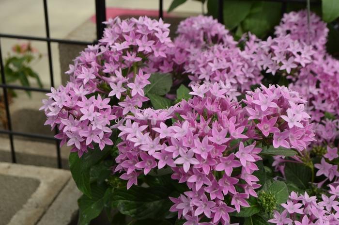 Pentas lanceolata Lucky Star™ Lavender