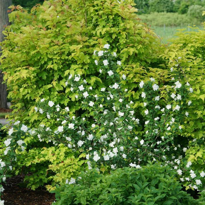 Philadelphus coronarius Illuminati Arch&reg;