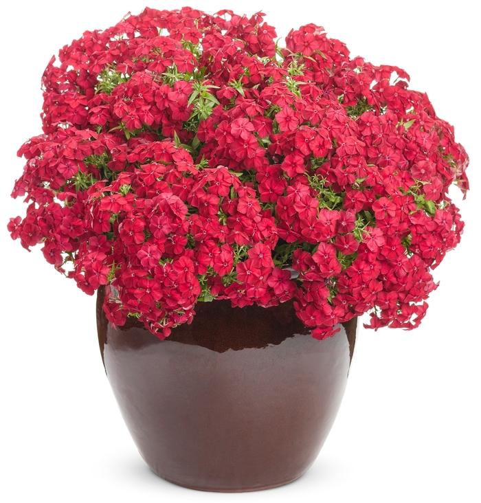 Phlox Intensia&reg; Red Hot
