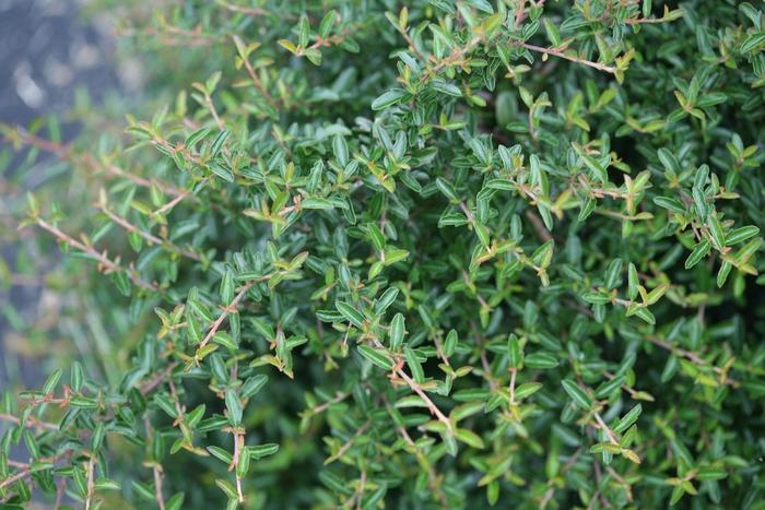 x Pyracomeles Juke Box®