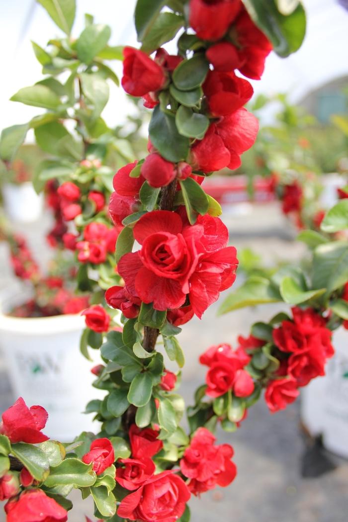 Chaenomeles speciosa Double Take® Scarlet