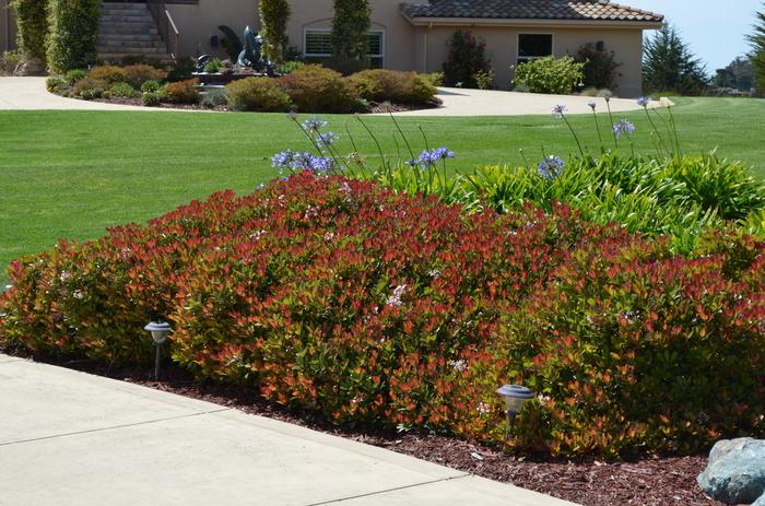 Rhaphiolepis indica Snow White