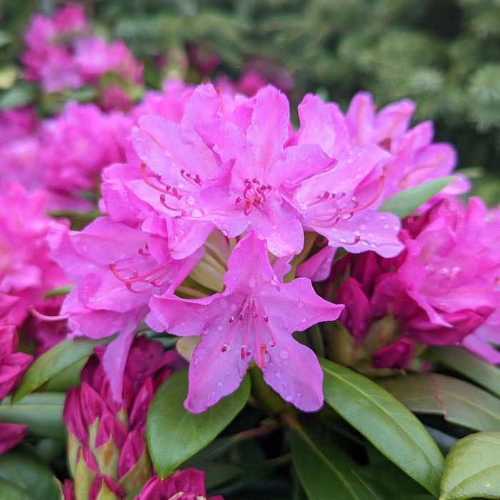 Rhododendron catawbiense Roseum Pink