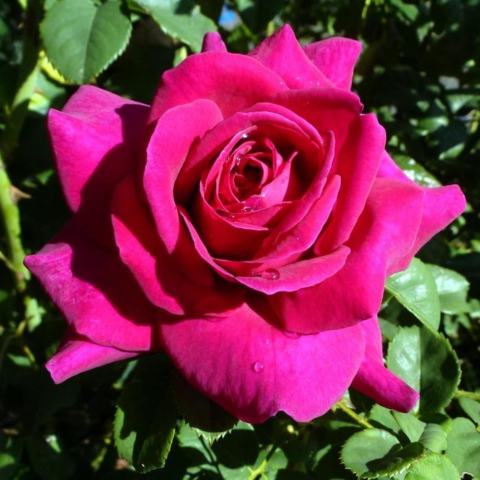 Rosa Brindabella Roses™ Purple Prince