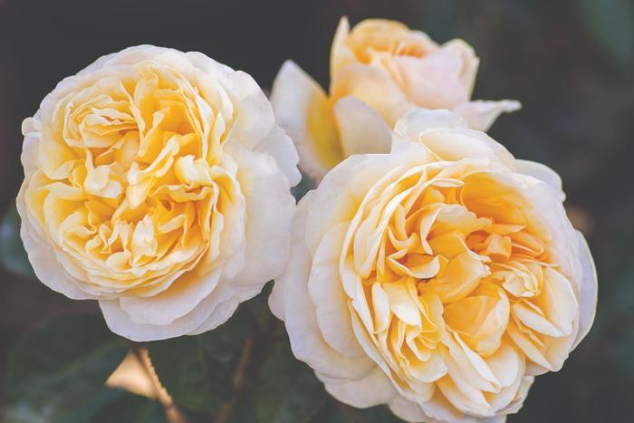 Rosa Romantica® Moonlight