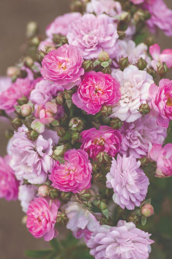 Rosa Pretty Polly® Lavender