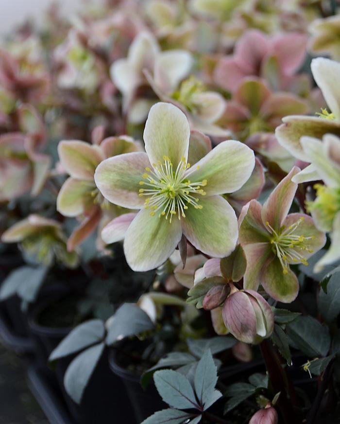 Helleborus x ericsmithii Winter Sunshine