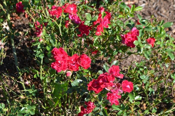 Rosa Red Drift®