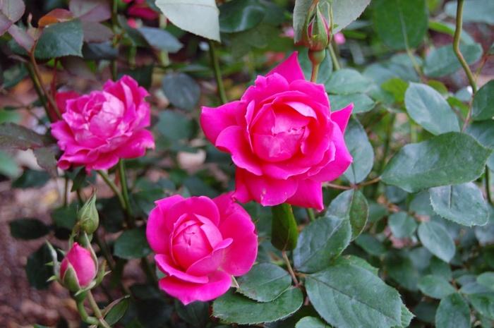 Rosa Knock Out® Pink Double