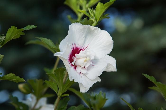 Hibiscus syriacus First Editions® Bali™