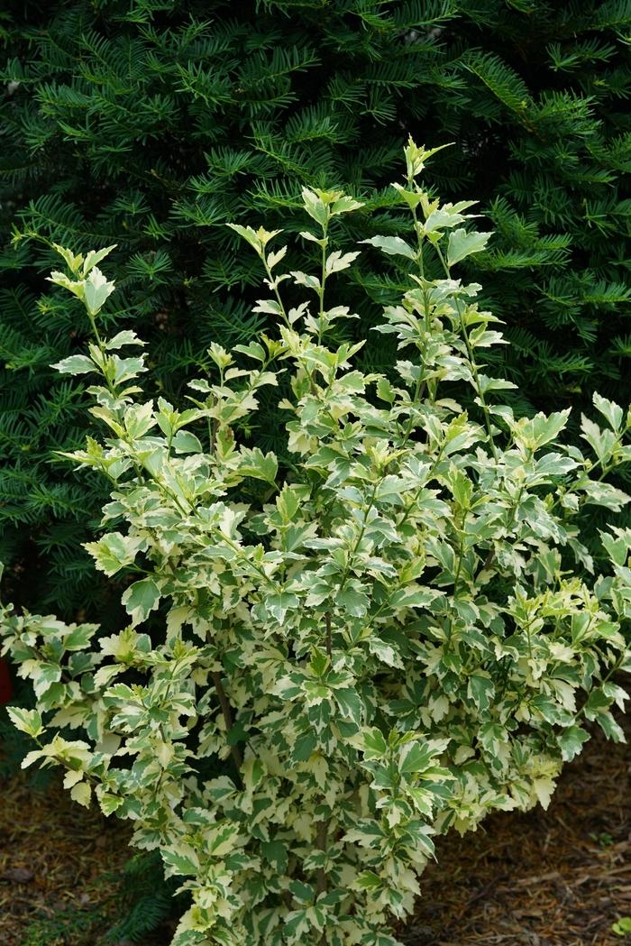 Hibiscus syriacus Sugar Tip® Gold