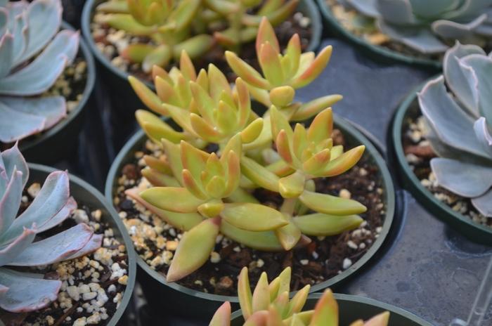 Sedum nussbaumerianum Coppertone