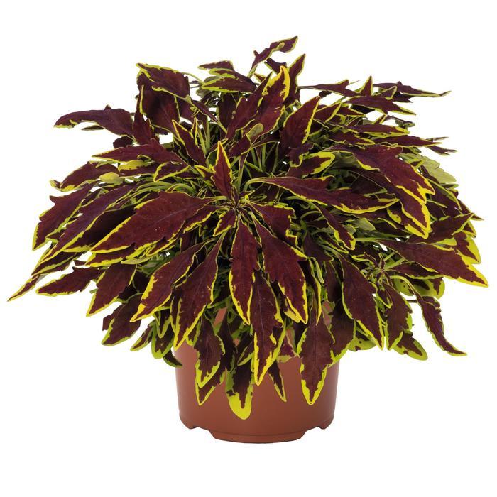 Coleus scutellarioides Stained Glassworks™ Le Freak