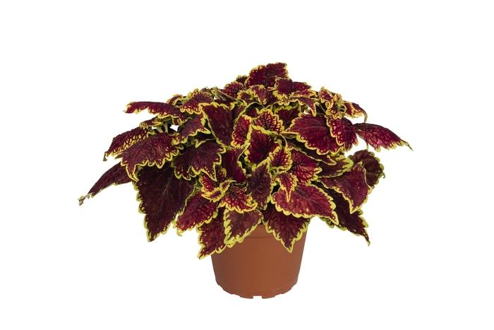 Coleus Main Street Oxford Street