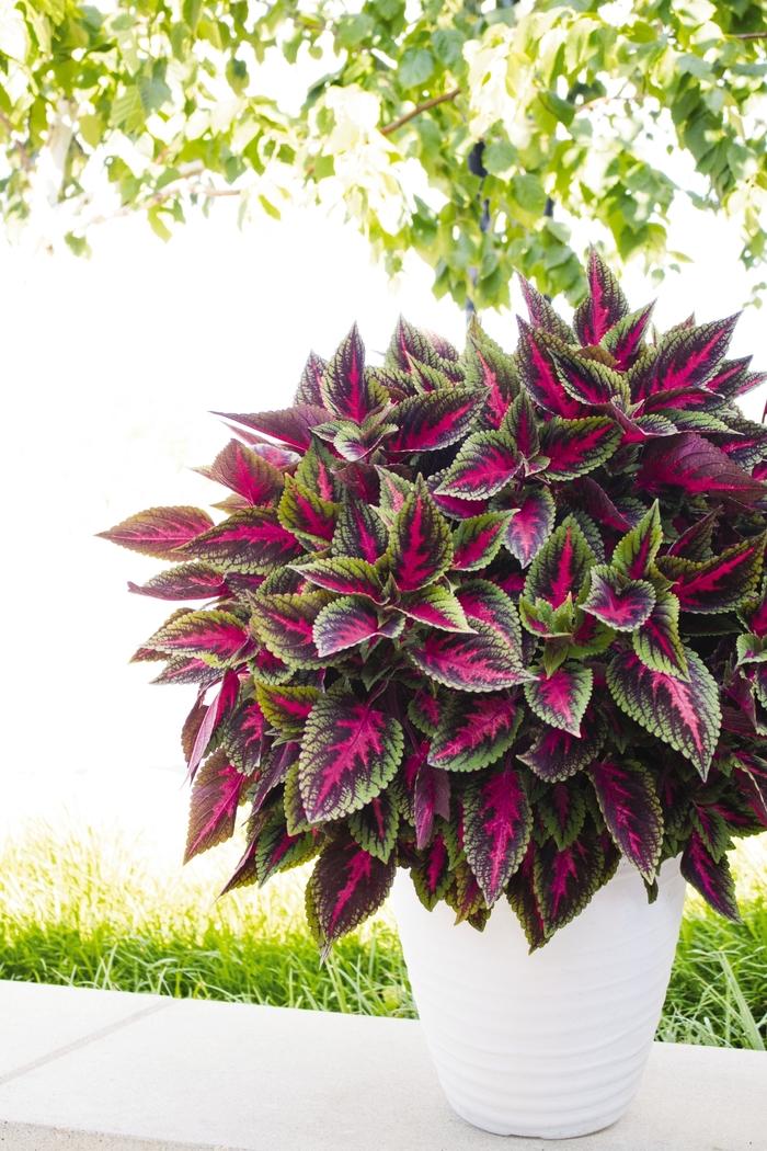 Coleus Main Street Ruby Road