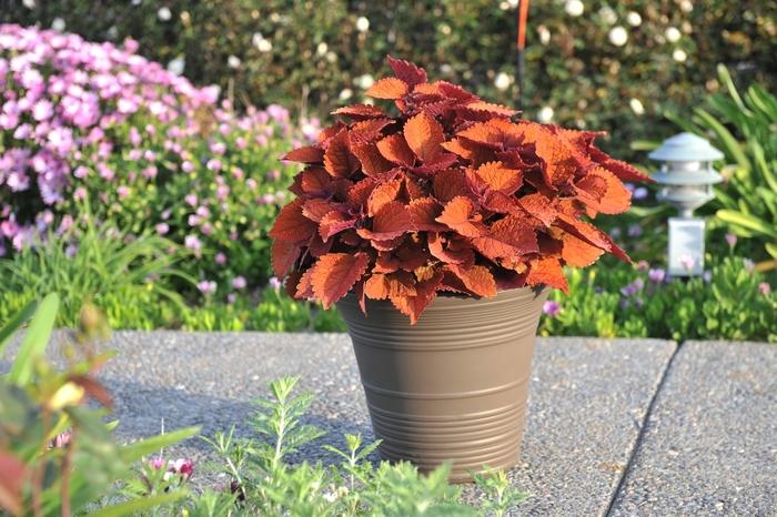 Coleus Main Street Wall Street™