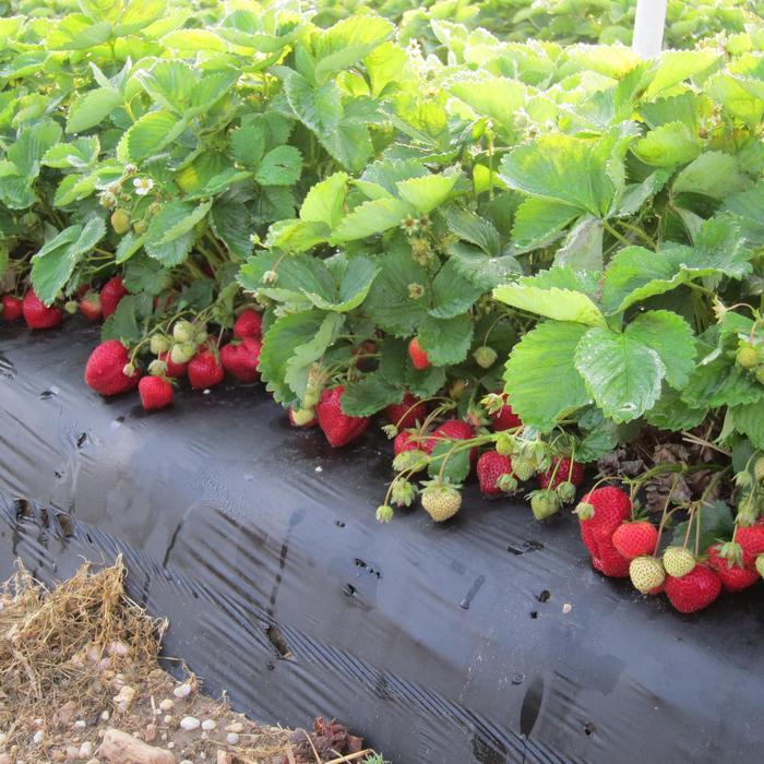 Fragaria x ananassa Jewel