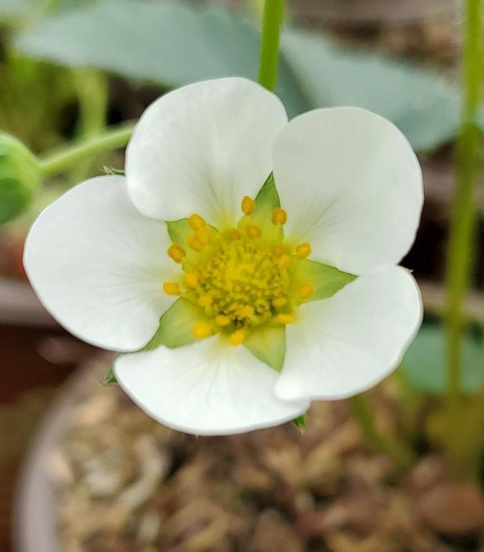 Fragaria x ananassa Seascape