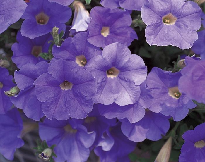 Petunia Surfinia&reg; Trailing Sky Blue