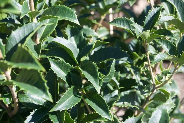 Osmanthus x fortunei 