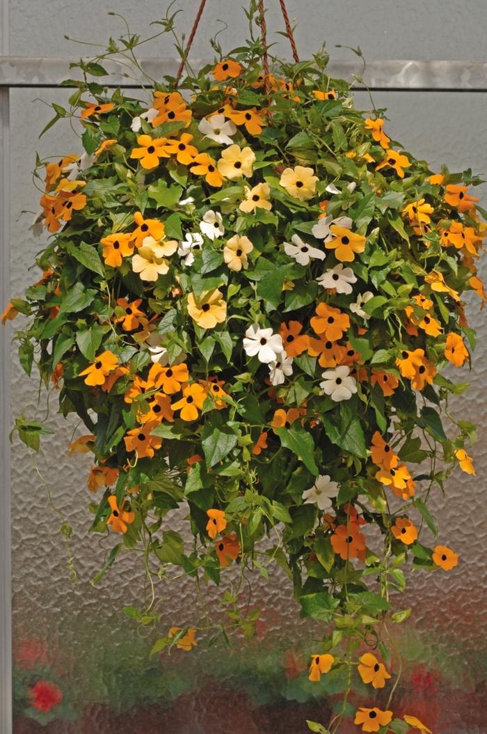 Thunbergia alata Susie™ Mix