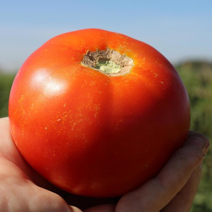 Lycopersicon esculentum Celebrity