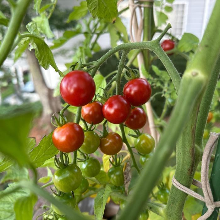 Lycopersicon esculentum Super Sweet 100