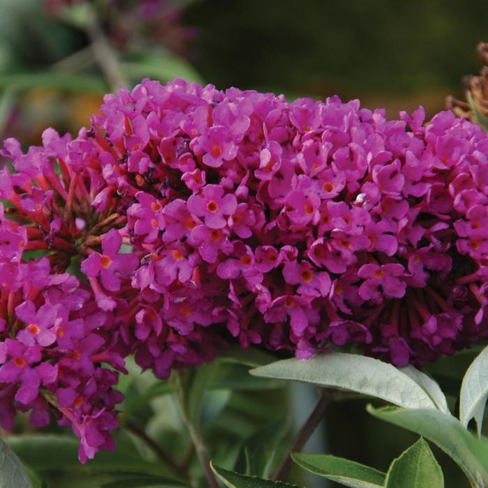 Buddleia Flutterby Petite® Tutti Fruitti Pink