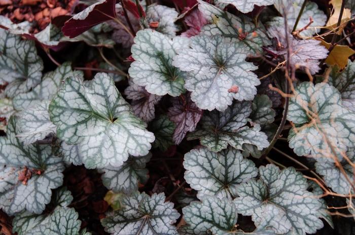 Heuchera Glitter