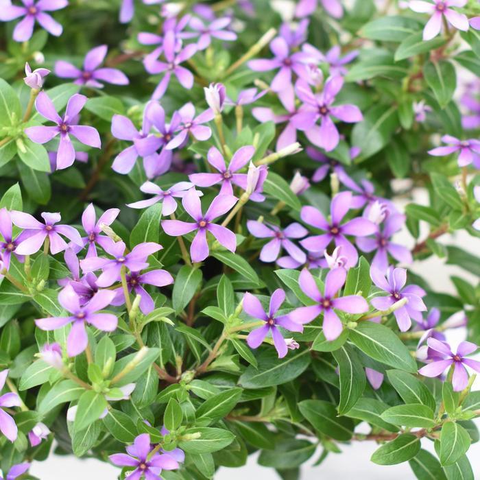 Catharanthus Soiree kawaii® Blueberry Kiss