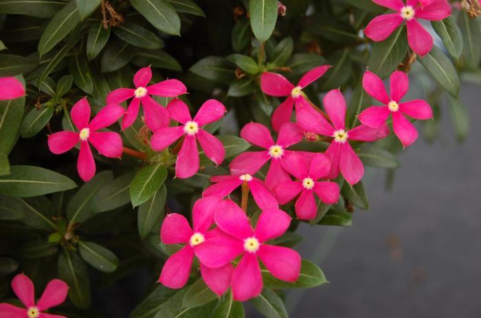 Catharanthus Soiree kawaii® Coral Reef