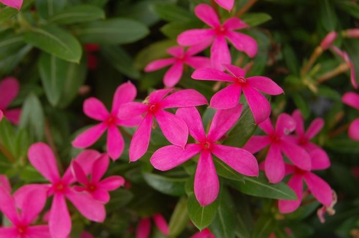 Catharanthus Soiree kawaii® Pink